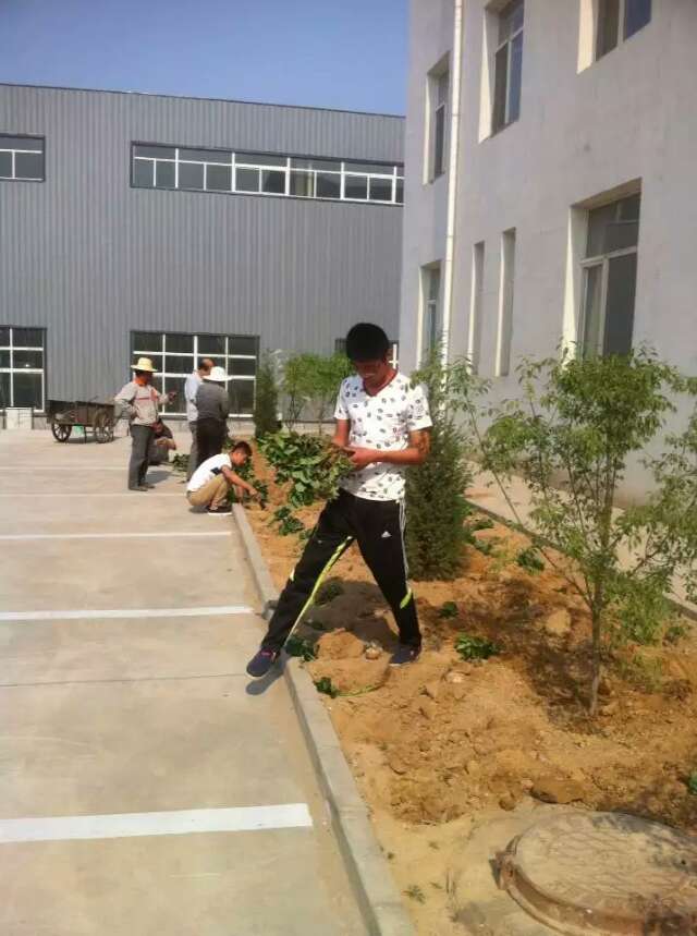种草莓2.jpg